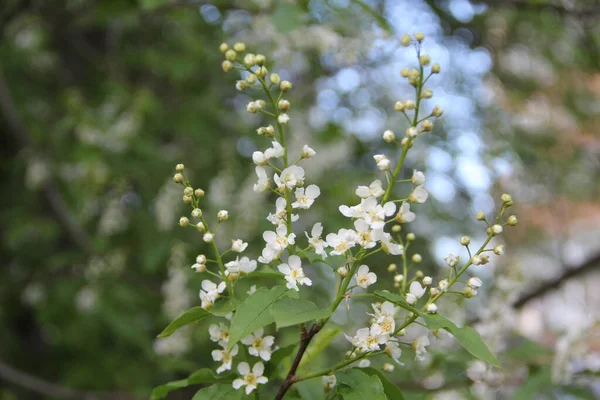 Manzano floreciente, pequeñas flores blancas sobre un fondo borroso. —  Fotos de Stock