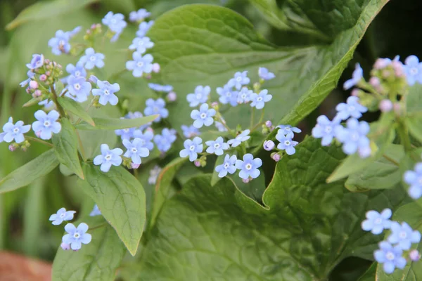 Çiçek açan patatesler, yeşil yapraklı küçük mavi çiçekler.
