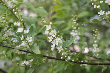 Çiçek açan elma ağacı, bulanık arka planda küçük beyaz çiçekler..