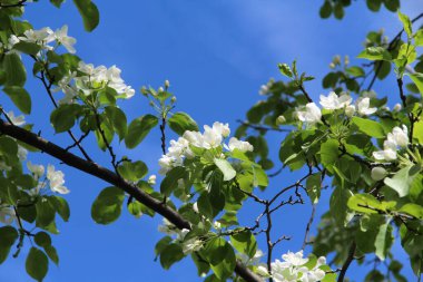 Çiçek açan elma ağacı, bulanık mavi bir arkaplanda küçük beyaz çiçekler..