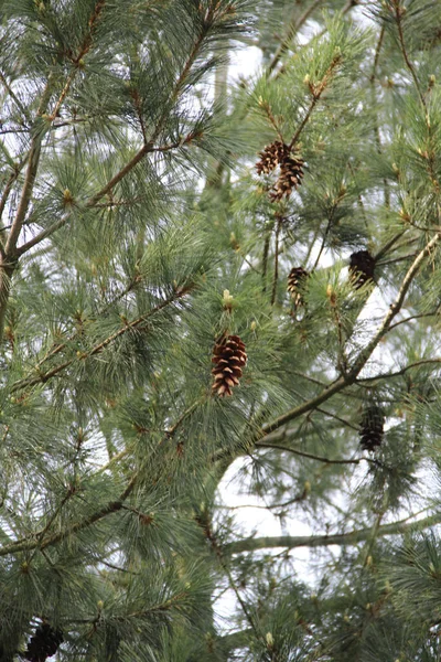 Ramos verdes exuberantes de larício com cones no fundo do céu — Fotografia de Stock