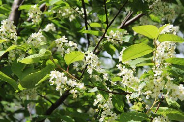 Çiçek açan elma ağacı, bulanık arka planda küçük beyaz çiçekler..