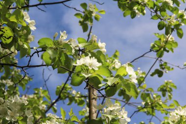 Çiçek açan elma ağacı, bulanık mavi bir arkaplanda küçük beyaz çiçekler..