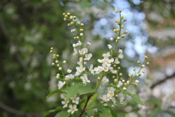 Kvetoucí jabloně, malé bílé květy na rozmazaném pozadí. — Stock fotografie
