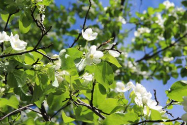 Çiçek açan elma ağacı, bulanık mavi bir arkaplanda küçük beyaz çiçekler..
