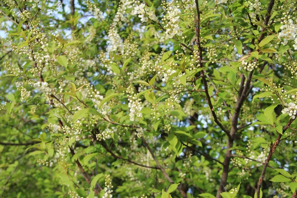 Macieira florescente, pequenas flores brancas em um fundo desfocado. — Fotografia de Stock