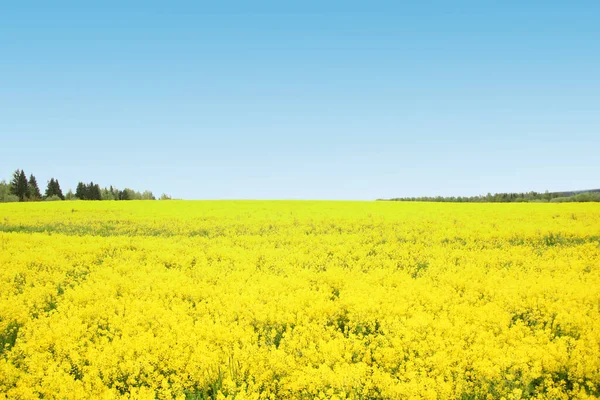 Cielo azul sobre un campo de flores amarillo, con una franja de árboles en el horizonte —  Fotos de Stock