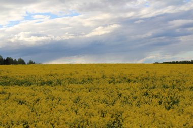 Ufukta ağaçlar olan sarı bir çiçek tarlasının üzerindeki mavi gökyüzü.
