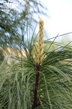 Çam ağacı iğneleri doğaya yakın yeşil arka plan.