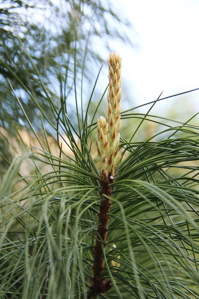 Çam ağacı iğneleri doğaya yakın yeşil arka plan.