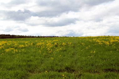 Ufukta ağaçlar olan sarı bir çiçek tarlasının üzerindeki mavi gökyüzü.