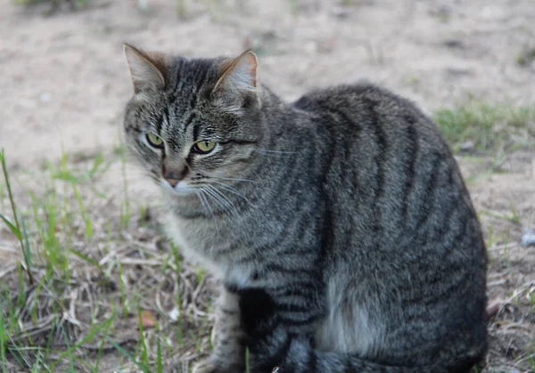 Sokaktaki evsiz gri kedi, başıboş hayvanlar için konsept.. — Stok fotoğraf