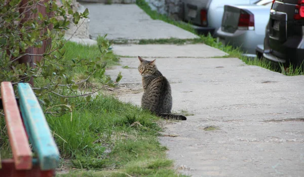 Chat gris sans abri dans la rue, concept pour animaux errants. — Photo
