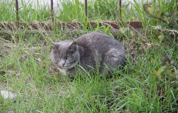 Chat gris sans abri dans la rue, concept pour animaux errants. — Photo