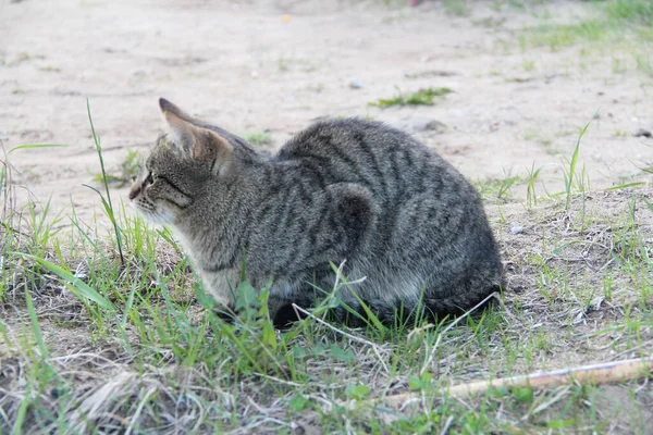 Gato cinzento sem-teto na rua, conceito para animais vadios. — Fotografia de Stock