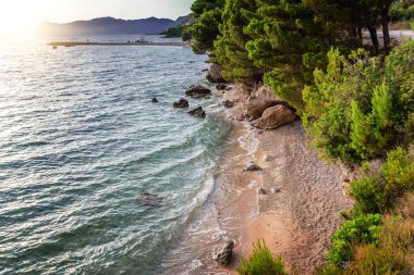 Mavi deniz kıyısında çam. Hırvatistan.