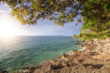 Mavi deniz kıyısında çam. Hırvatistan.