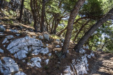 Mavi deniz kıyısında çam. Sonbahar renkleri görüntüde. Hırvatistan.