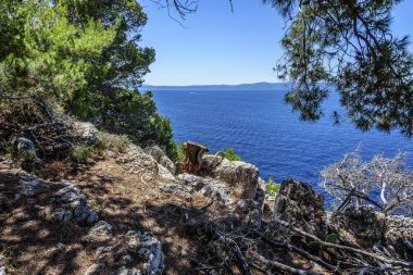 Mavi deniz kıyısında çam. Sonbahar renkleri görüntüde. Hırvatistan.