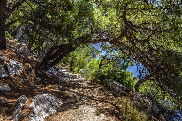 青い海の海岸の松です。紅葉のイメージ。クロアチア. — ストック写真