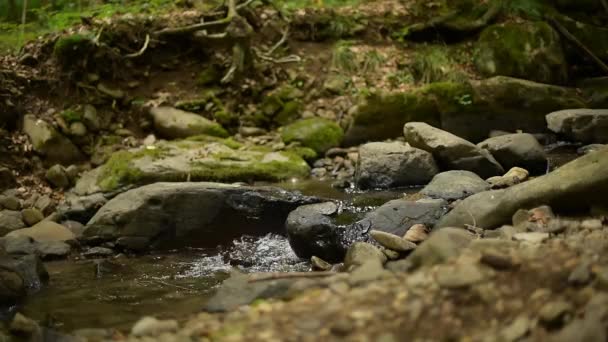 Un petit ruisseau dans une forêt d'été . — Video