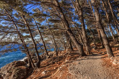 Mavi deniz kıyısında çam. Hırvatistan.