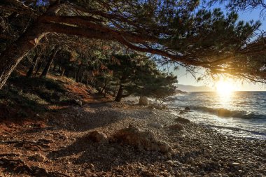 Mavi deniz kıyısında çam. Hırvatistan.