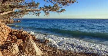 Mavi deniz kıyısında çam. Hırvatistan.