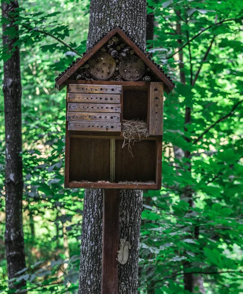 Orman ağacı üzerinde bir kuş yuvası şeklinde Sincaplar için ahşap bir ev. — Stok fotoğraf