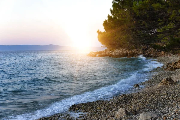 Pinheiro na margem do mar azul. Croácia . — Fotografia de Stock