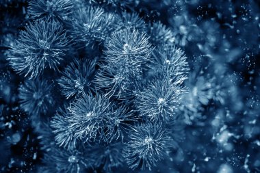 İğne yapraklı çam veya Ladin mavi renk ve kar.