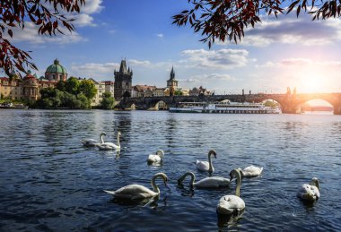 Prag. Charles Köprüsü ve kuğular Prag'da Vltava Nehri üzerinde. Çek Cumhuriyeti.