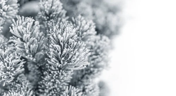 Rama de abeto con conos cubiertos de nieve . — Foto de Stock