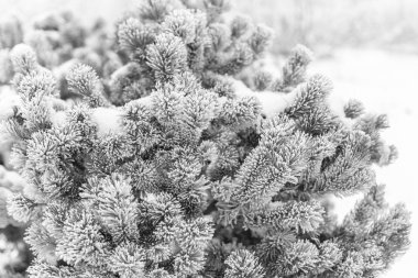 köknar ağacı dalı ile karla kaplı koni.