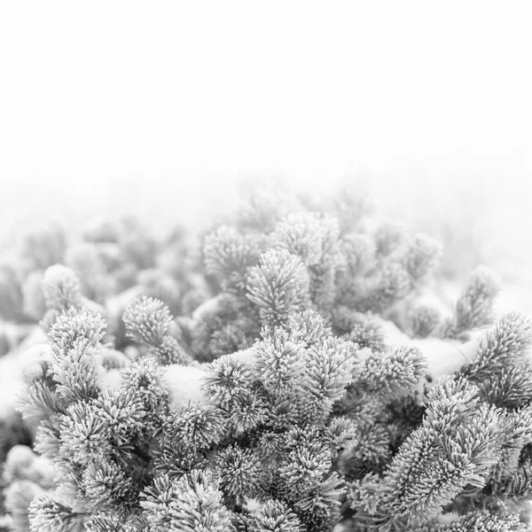 Rama de abeto con conos cubiertos de nieve . — Foto de Stock