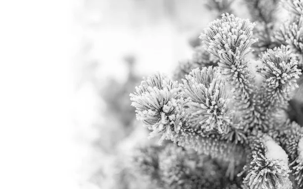 コーンとモミの木の枝が雪で覆われて. — ストック写真