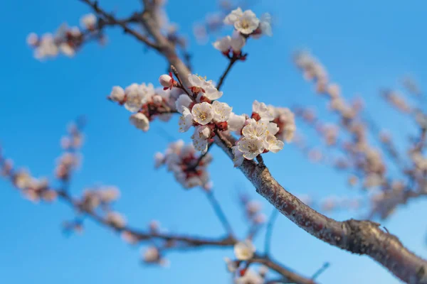 Pink cherry blossom. — Stock Photo, Image