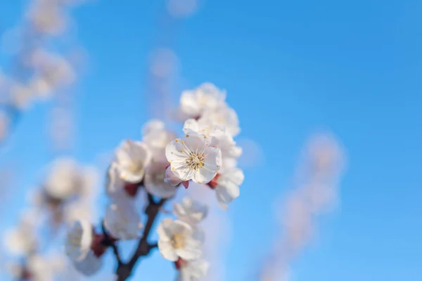 Pink cherry blossom. — Stock Photo, Image