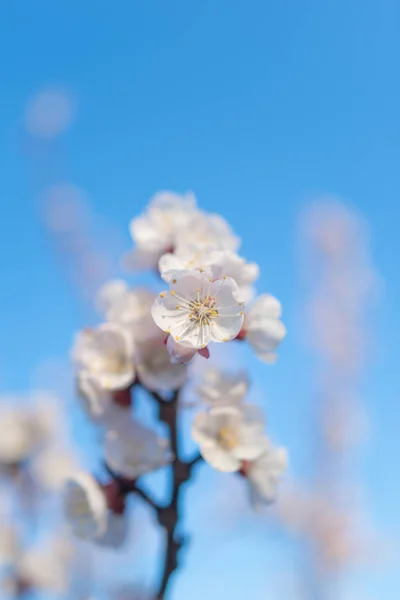 Pink cherry blossom. — Stock Photo, Image