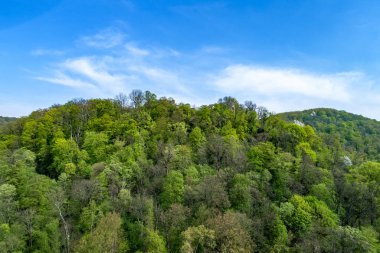 Orman güneşli bir günde.