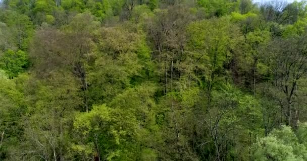 Bosque verde en 4K . — Vídeo de stock