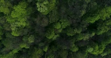 Dağ orman üzerinde uçan.