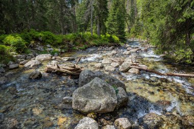 Hızlı dağ nehri ve iğne yapraklı dağ ormanı.