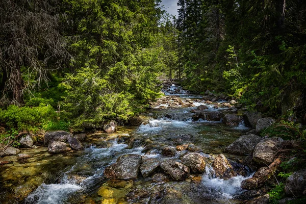 Быстрая горная река и хвойные альпийские леса . — стоковое фото