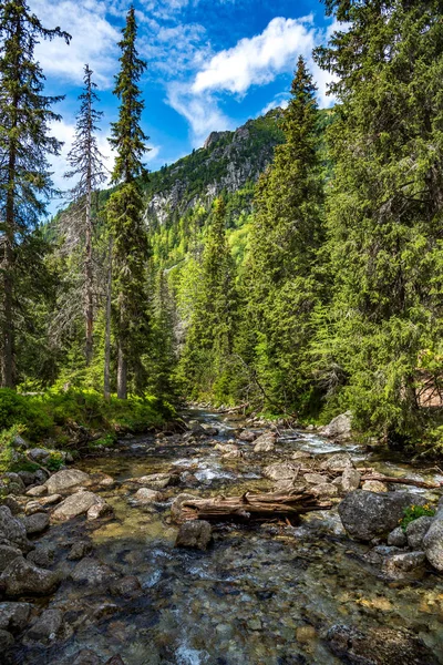 Быстрая горная река и хвойные альпийские леса . — стоковое фото