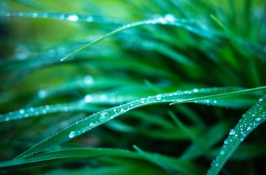 Bitki ve çimyeşil yaprakları üzerinde çiy veya yağmur damlaları.