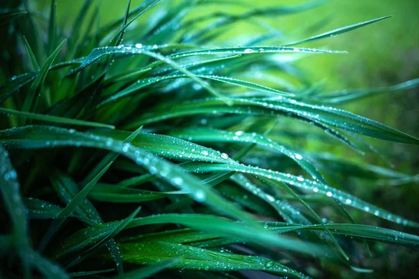 Rugiada o gocce di pioggia su foglie verdi di piante ed erba . — Foto Stock