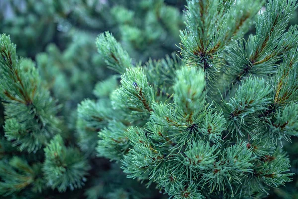 The branches of spruce or pine close-up. — Stock Photo, Image