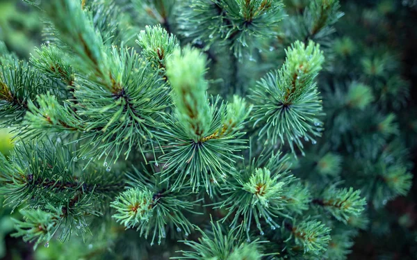 The branches of spruce or pine close-up. — Stock Photo, Image