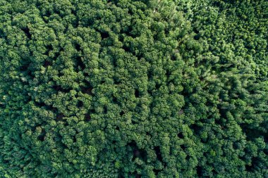 Havadan görünümü orman.